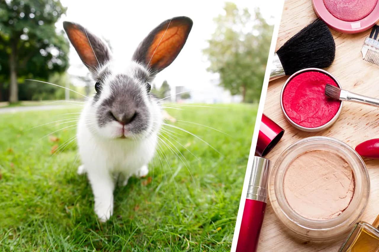 Kosmetik mit Tierversuche: Die versteckten Risiken und Alternativen